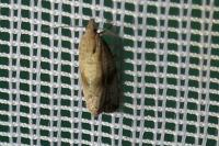 Celypha striana