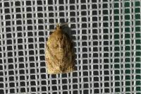 Adoxophyes orana