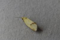 Agapeta hamana