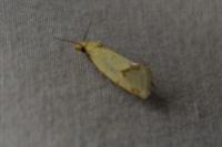 Agapeta hamana