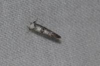 Paraswammerdamia albicapitella