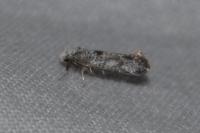 Paraswammerdamia albicapitella