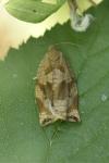 Archips crataegana