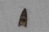 Ancylis achatana