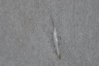 Coleophora