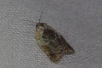 Acleris variegana
