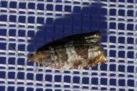 Ancylis achatana