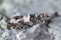 Epinotia demarniana
