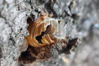 Cossus cossus