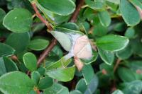 Ancylis tineana