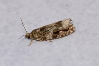 Epinotia signatana