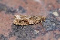 Epinotia signatana