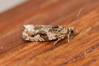 Epinotia signatana