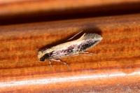 Monopis obviella