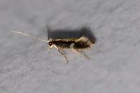Monopis obviella