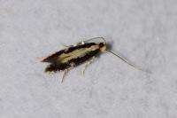 Monopis obviella