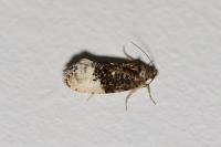 Hedya nubiferana