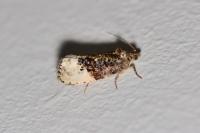 Hedya nubiferana