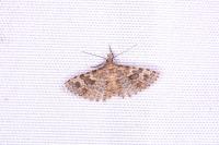 Alucita hexadactyla