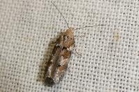 Exoteleia dodecella