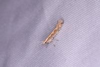 Plutella xylostella