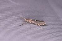 Plutella xylostella