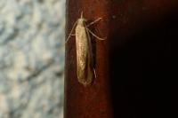 Scythris