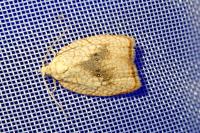 Acleris forsskaleana