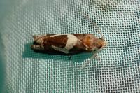 Epiblema foenella