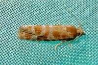 Rhyacionia pinicolana