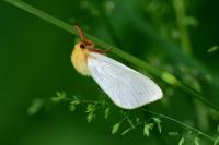 Hepialus humuli