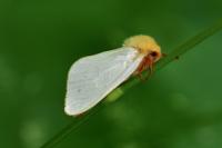 Hepialus humuli