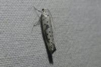 Yponomeuta irrorella