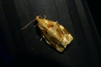Archips xylosteana