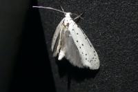 Yponomeuta
