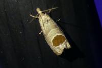 Notocelia uddmanniana