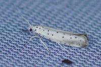 Yponomeuta rorrella