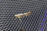 Argyresthia spinosella