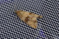 Celypha striana