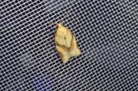 Clepsis consimilana