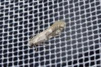 Infurcitinea