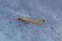 Yponomeuta sedella