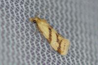 Aethes mauritanica