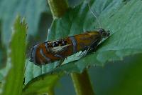 Olethreutes arcuella