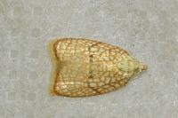 Acleris forsskaleana