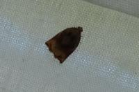 Archips podana