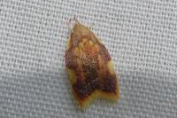 Carcina quercana