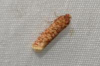 Lozotaeniodes formosana