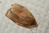 Archips rosana