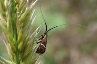 Adela australis